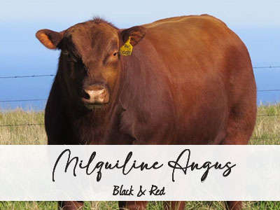 Miquiline Angus